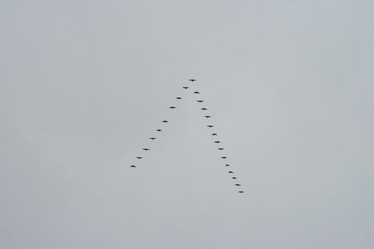 Triangular flock of birds in the sky (wild geese).