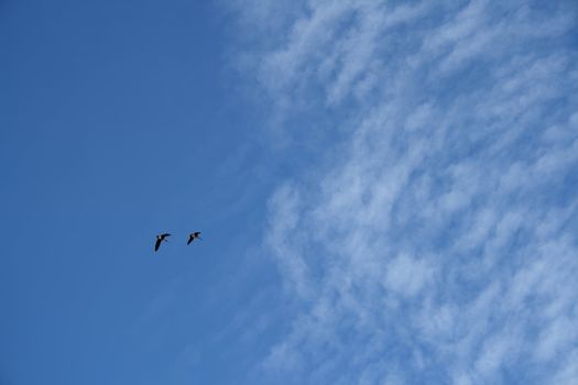 Two wild geese in the blue sky, reaching the clouds.