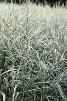 Beautiful green and white grass in the field.