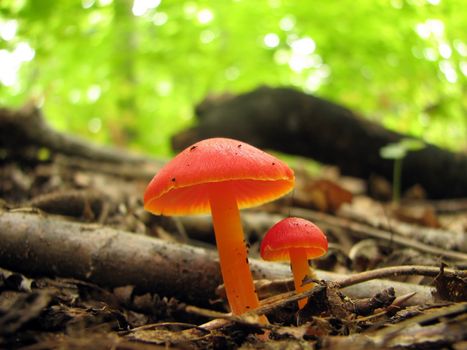 Close-up of two shiny red mushrooms in the woods.