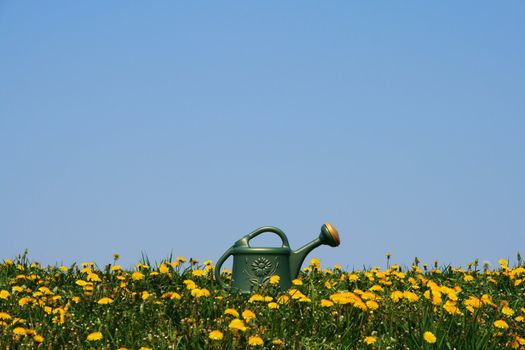 Green watering-can among yellow spring flowers in the field.