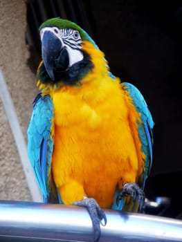 A colorful Parrot perched on a metal bar.