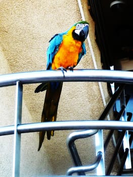 A colorful Parrot perched on a metal bar.