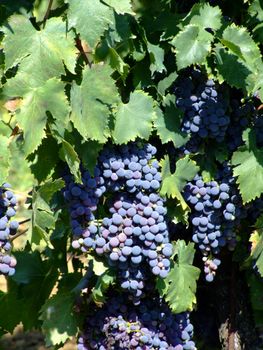 Black grapes in an italian vineyard