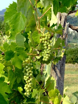 unripe grape bunches