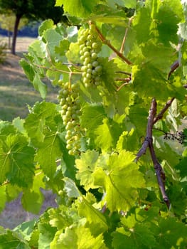 unripe grape bunches