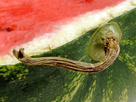 close-up of a half cut ripe watermelon