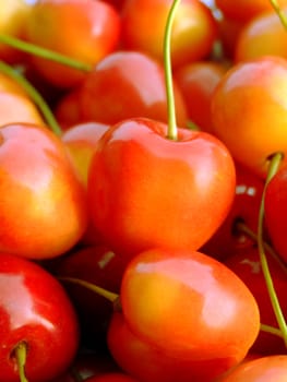 close-up of ripe double color cherries