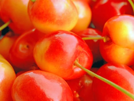 close-up of ripe double color cherries