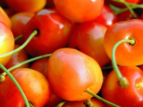 close-up of ripe double color cherries