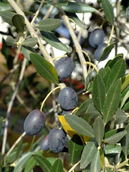 Ripe olives on olive tree branch
