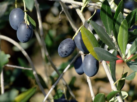 Ripe olives on olive tree branch