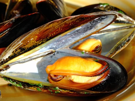Close-up of cooked mussels