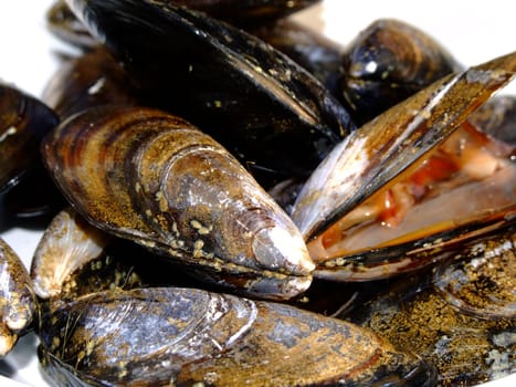 Dish of fresh mussels