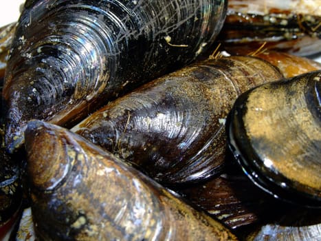 Dish of fresh mussels