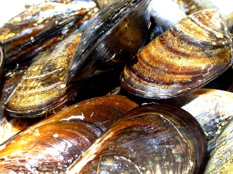 Dish of fresh mussels