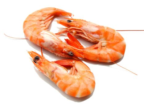 Three shrimps over white background