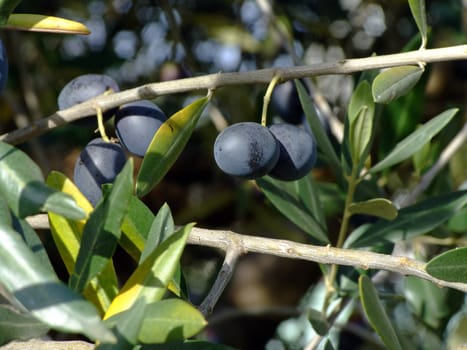 Ripe olives on olive tree branch
