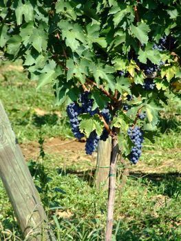 Black grapes in an italian vineyard
