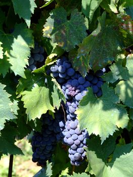 Black grapes in an italian vineyard