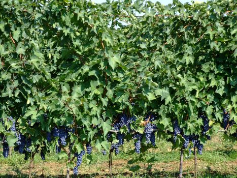 Black grapes in an italian vineyard