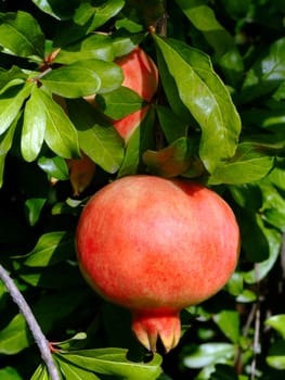 Pomegranate fruit on the tree