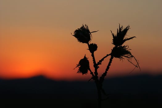 sunset beyond dark thistle, horizontally framed shot