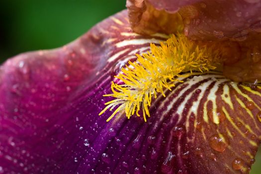 Purple iris flower with water droplets macro shot
