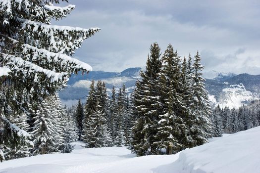 Fir trees covered with snow on a winter mountain