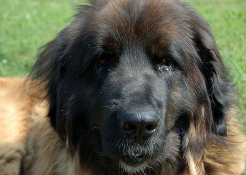 Close-up on the head of a beautiful Leonberg dog.