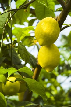 Citrus limon in botanic garden, Warsaw.