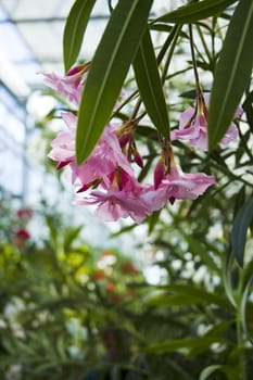 Oleander (Nerium oleander). Botanic garden in Warsaw.