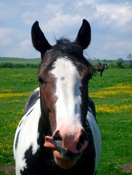 Portrait of Horse in countryside licking its lips, Yorkshire Moors national park, England.