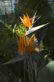 Strelitzia reginae. Botanic garden in Warsaw.