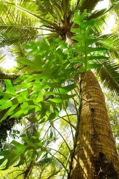 Giant Tree in the rain forest. Bright jungle landscape.
