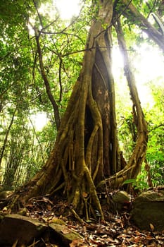 Giant Tree in the rain forest. Bright jungle landscape.
