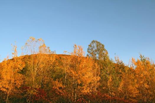 Autumn forest on a hill under the blue sky.