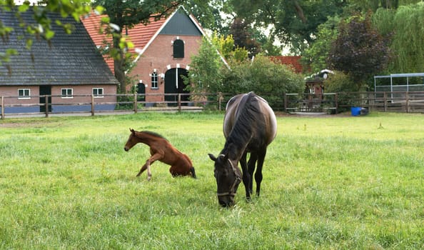 Mare with foal with dutch farm in the background.