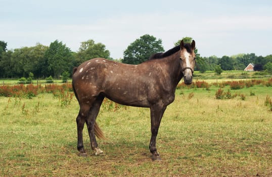 Horse standing in a field.