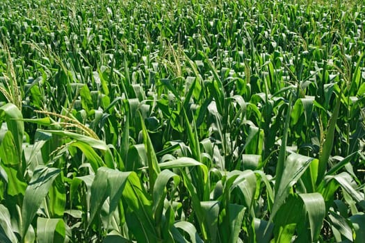 Summer cornfield background. Green corn plants.