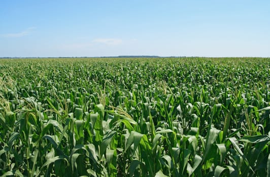 Green cornfield under the blue sky. Summer landscape.