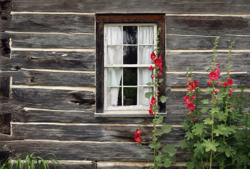 Window of an old wooden house with red malva flowers growing near it.