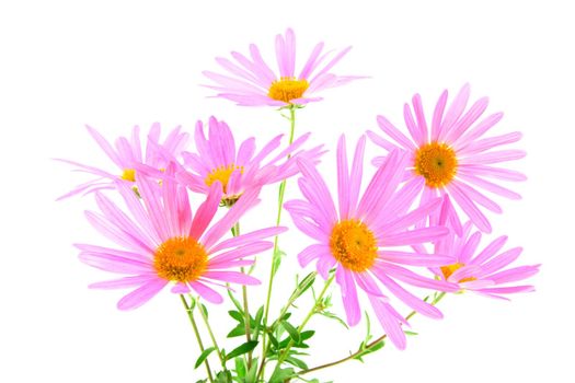 Bouquet of magenta gerbera daisies on white background.