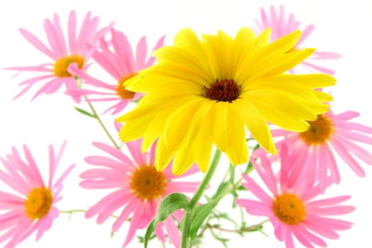 Sunny yellow flower (gerbera daisy) with pink ones in the background. Focus on yellow flower.