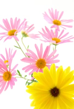 Sunny yellow gerbera daisy with pink flowers in the background. Focus on yellow flower.