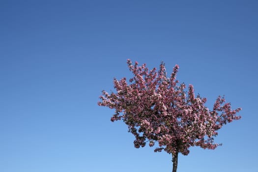 Blooming plum tree and lots of blue sky for copy.