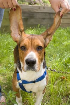 A girl holds up her dogs long, floppy ears.