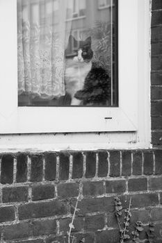 Cat in window