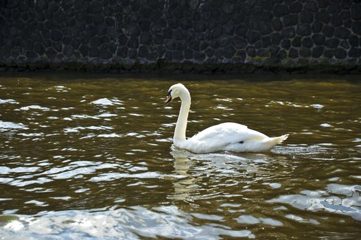Swan swimming by canal in Amsterdam