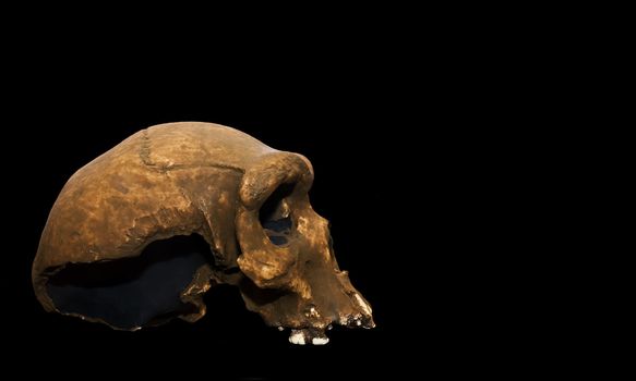 Skul 200000 years old of Homo Rhodesiensis